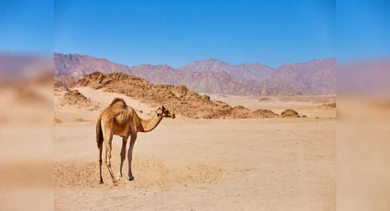 The most wish-listed deserts in India