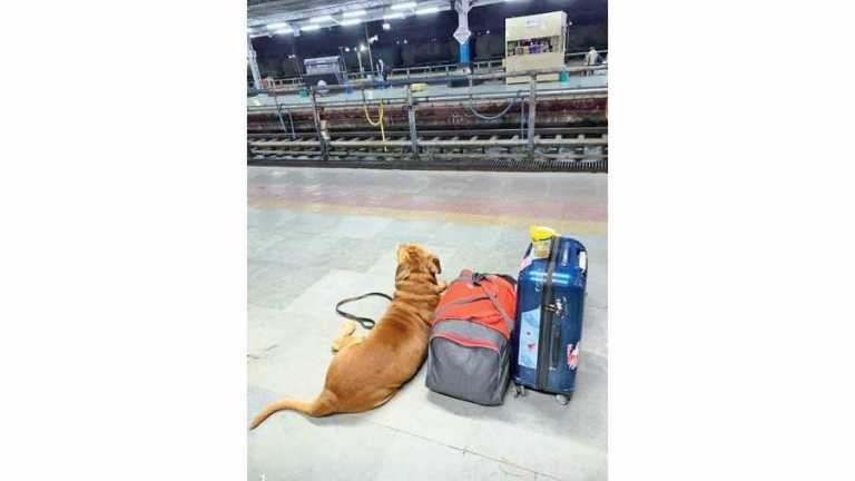 Travel travails for furry folk: Veterinary doctors share tips on taking pets on long journeys