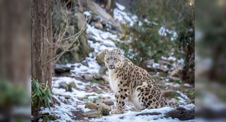 International Snow Leopard Day: Where to spot these ‘vulnerable’ species in India? – Travel India Alone