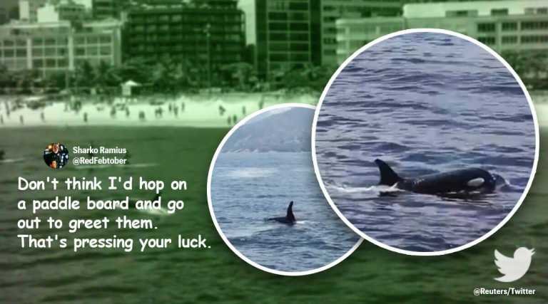 Watch: Killer whales spotted off busy Rio De Janeiro beach – Travel India Alone