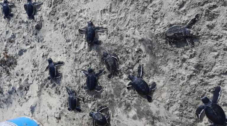 Maharashtra: 74 hatchlings of green sea turtles released in sea from Devbag-Tarkarli beach – Travel India Alone