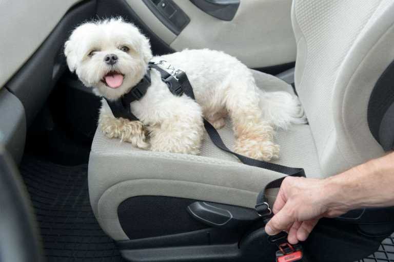 Tips for travelling with pets: all you need to do or avoid doing, World – Travel India Alone