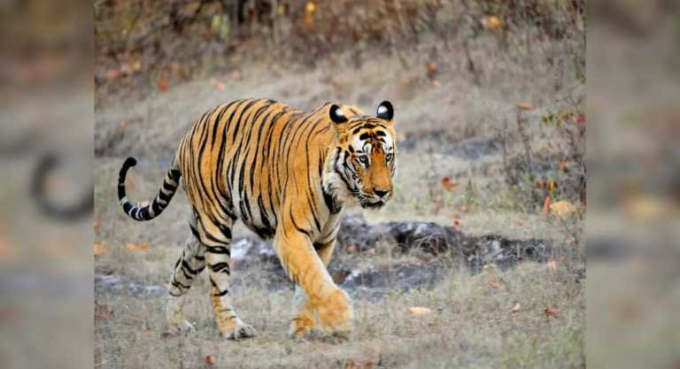 vishdhari sanctuary : Rajasthan’s Ramgarh Vishdhari Sanctuary is now India’s 52nd tiger reserve – Travel India Alone