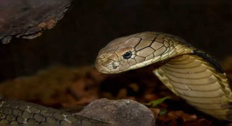 Shetphal Village: A place where cobras and humans live together as a family! – Travel India Alone