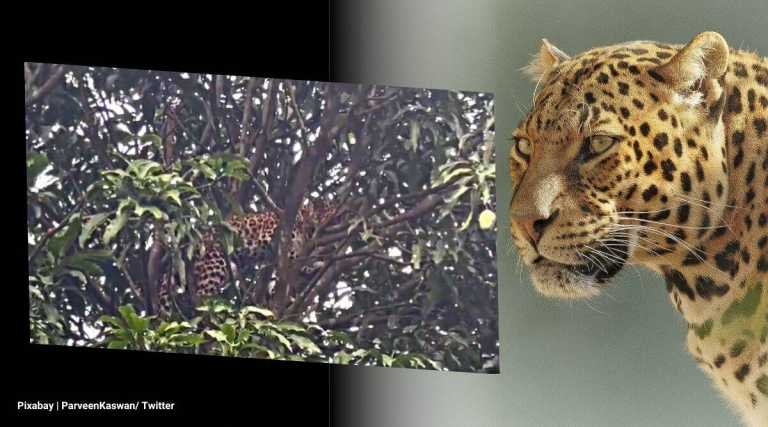 Watch: Leopard takes an adventure trip to mango tree, rescued after eight long hours – Travel India Alone