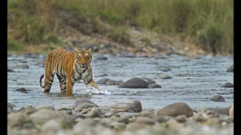 Wild cats: Earn your travel stripes! | Travel – Travel India Alone