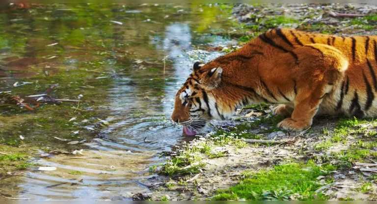 Sundarbans, the land of infinite natural wonders and Royal Bengal tigers – Travel India Alone