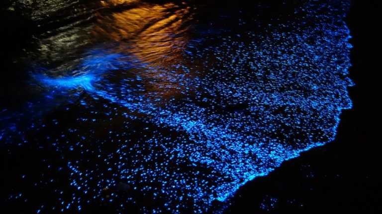 5 Beaches In India That Glow In The Dark – Travel India Alone