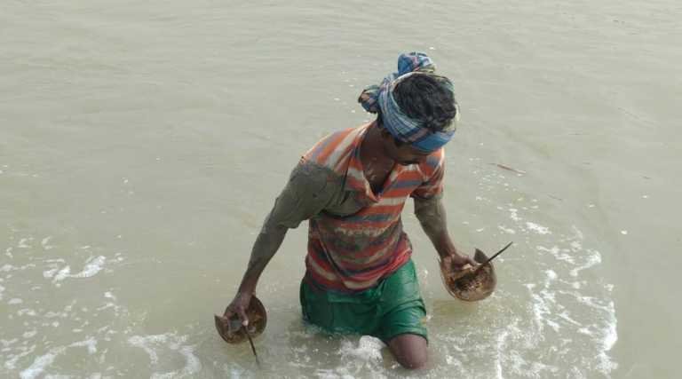 In West Bengal, marine strandings of endangered horseshoe crabs are increasing – Travel India Alone