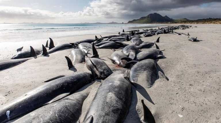 477 whales die in ‘heartbreaking’ New Zealand strandings – Travel India Alone