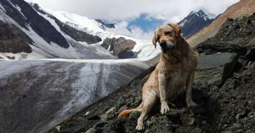 Make The Most Of Travel With Fur Babies With These Tips – Travel India Alone