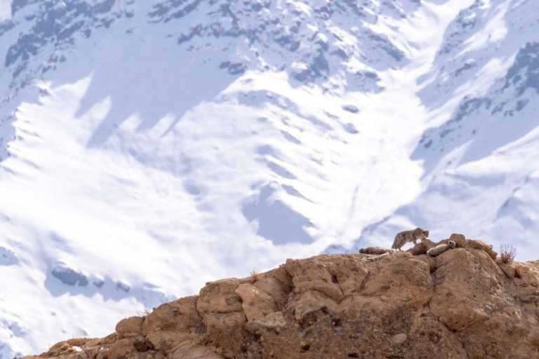 Yes, It’s Possible to See Rare Snow Leopards in India’s Himalayan Mountains — Here’s What It Was Like Tracking the ‘Gray Ghost’ – Travel India Alone