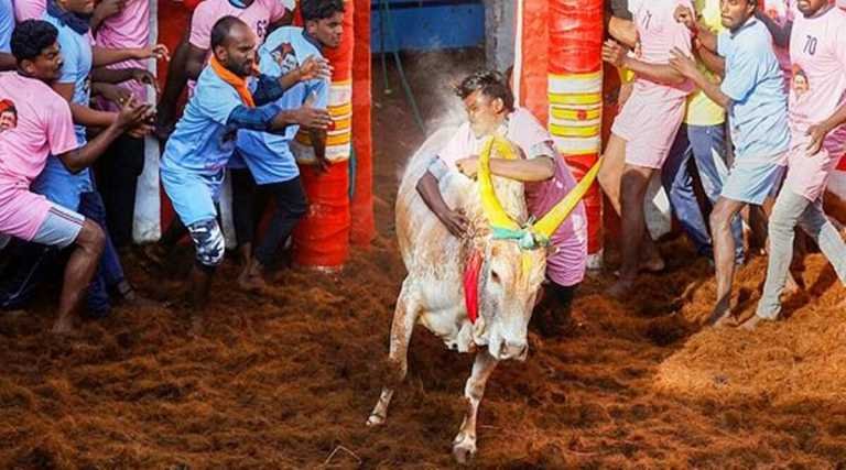 Alanganallur Jallikattu enthralls spectators; a total of 53 men injured – Travel India Alone