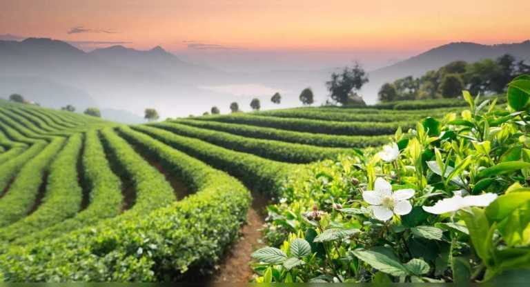 Tea gardens of India: Journey of your favourite cup of tea, India – Travel India Alone