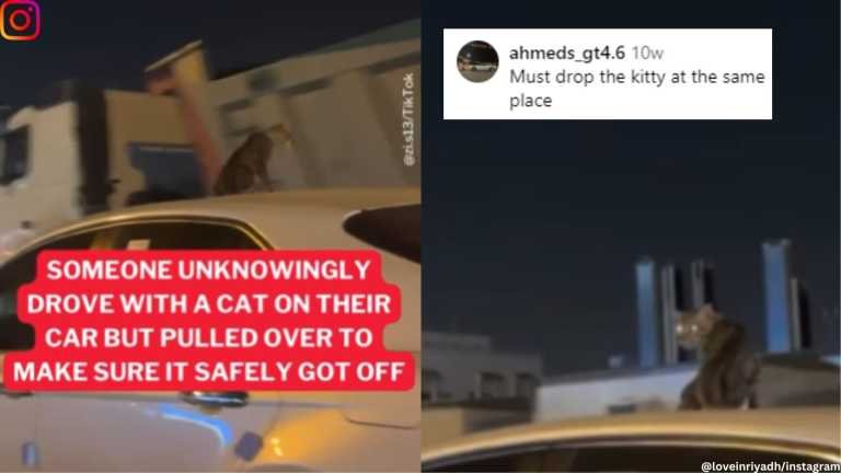 Cat’s solo trip on top of a car draws a wave of concern among netizens. Watch video | Trending News – Travel India Alone